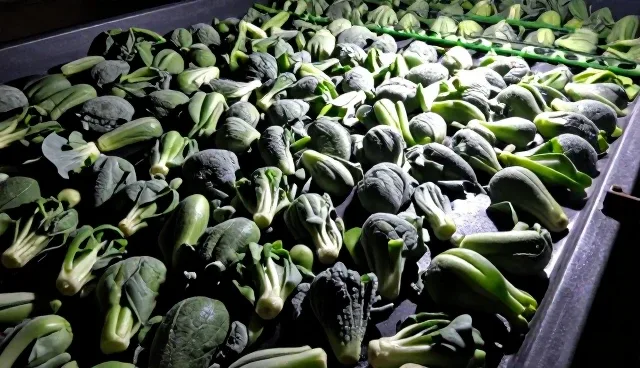 冷冻蔬菜储存不当如何处理,有效延长保鲜期